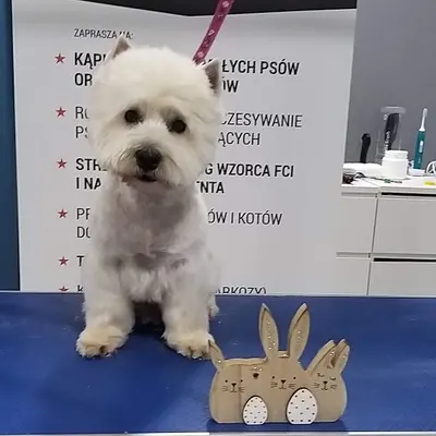 Dakota – studio urody dla psa i kota